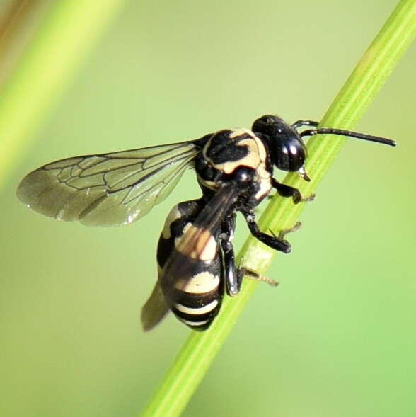 Triepeolus remigatus (Fabricius 1804) resmi