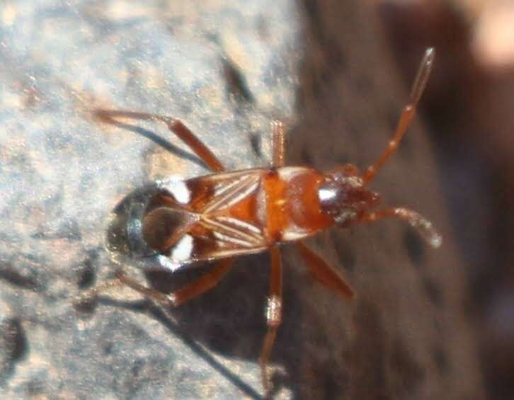 Image of Uhleriola floralis (Gillette, C. P. & C. F. Baker 1895)