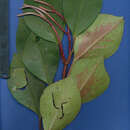 Image of Peperomia cobana C. DC. ex J. D. Smith