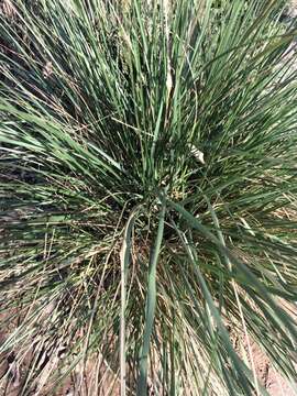 Image of Chilean ricegrass