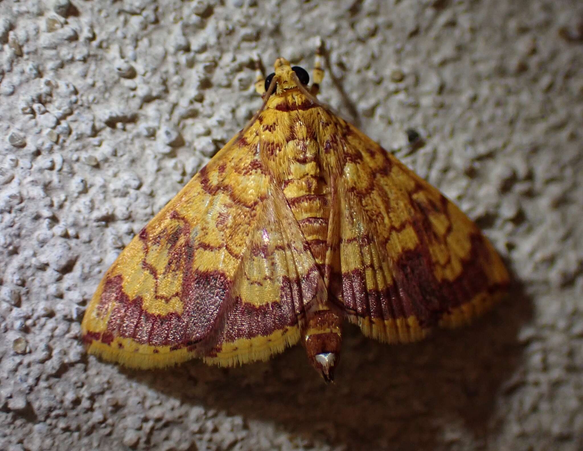 Portentomorpha xanthialis Guenée 1854 resmi