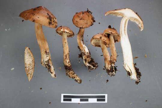 Слика од Tricholoma elegans G. Stev. 1964