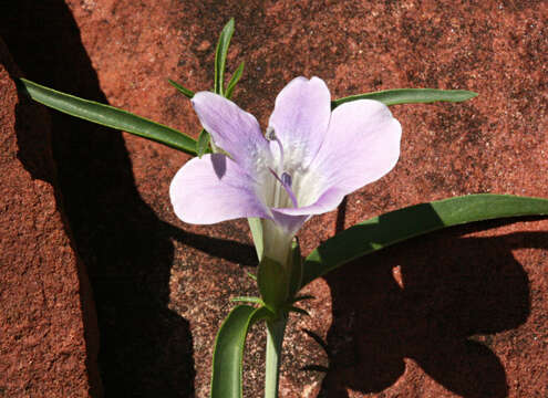 Image of Barleria lancifolia T. Anders.