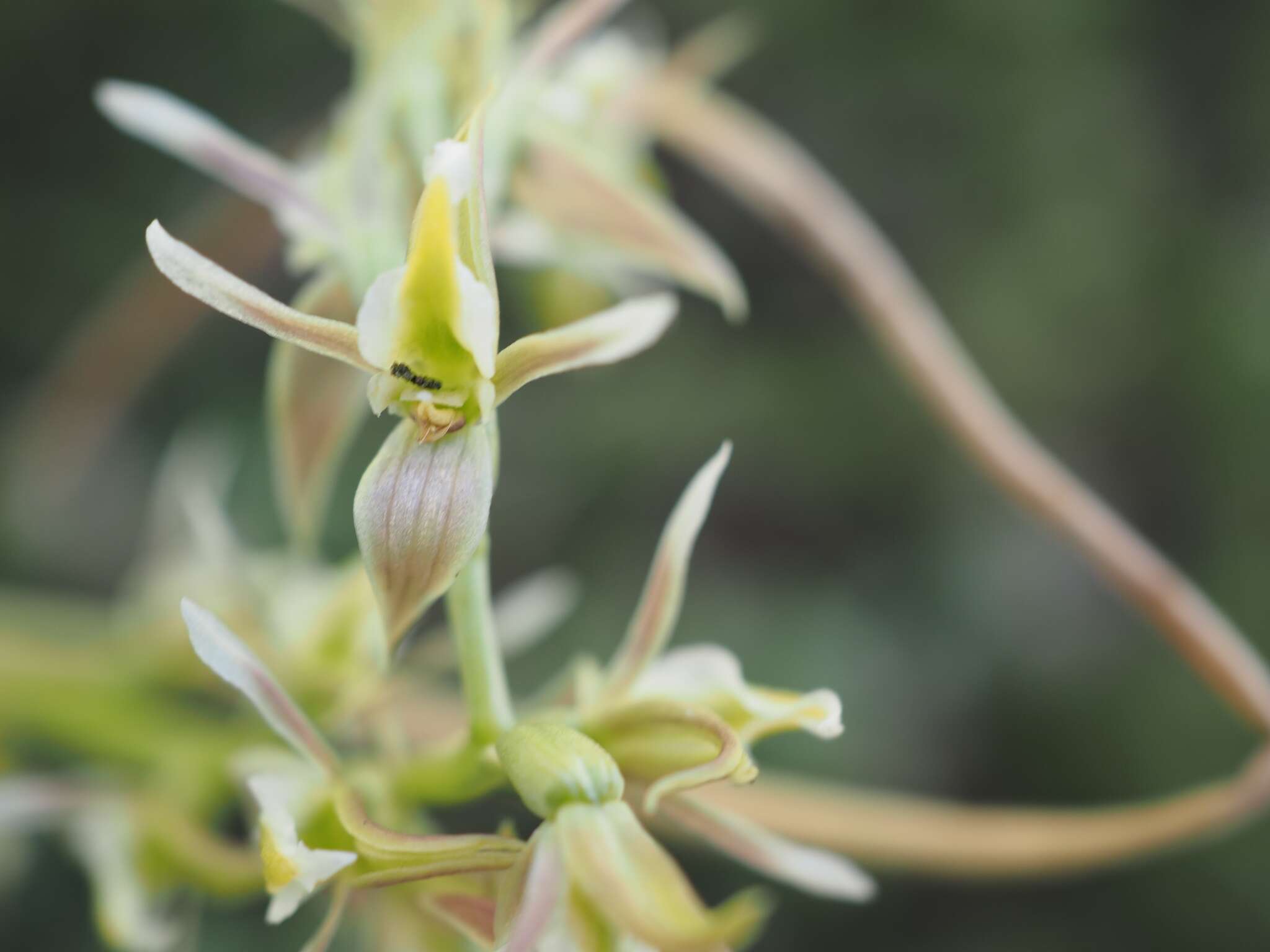 Image of Tarengo leek orchid