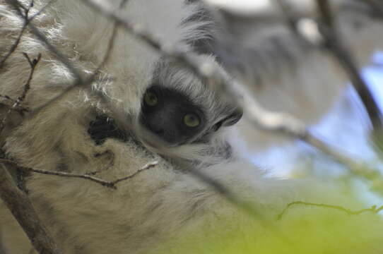 Image of Verreaux's Sifaka