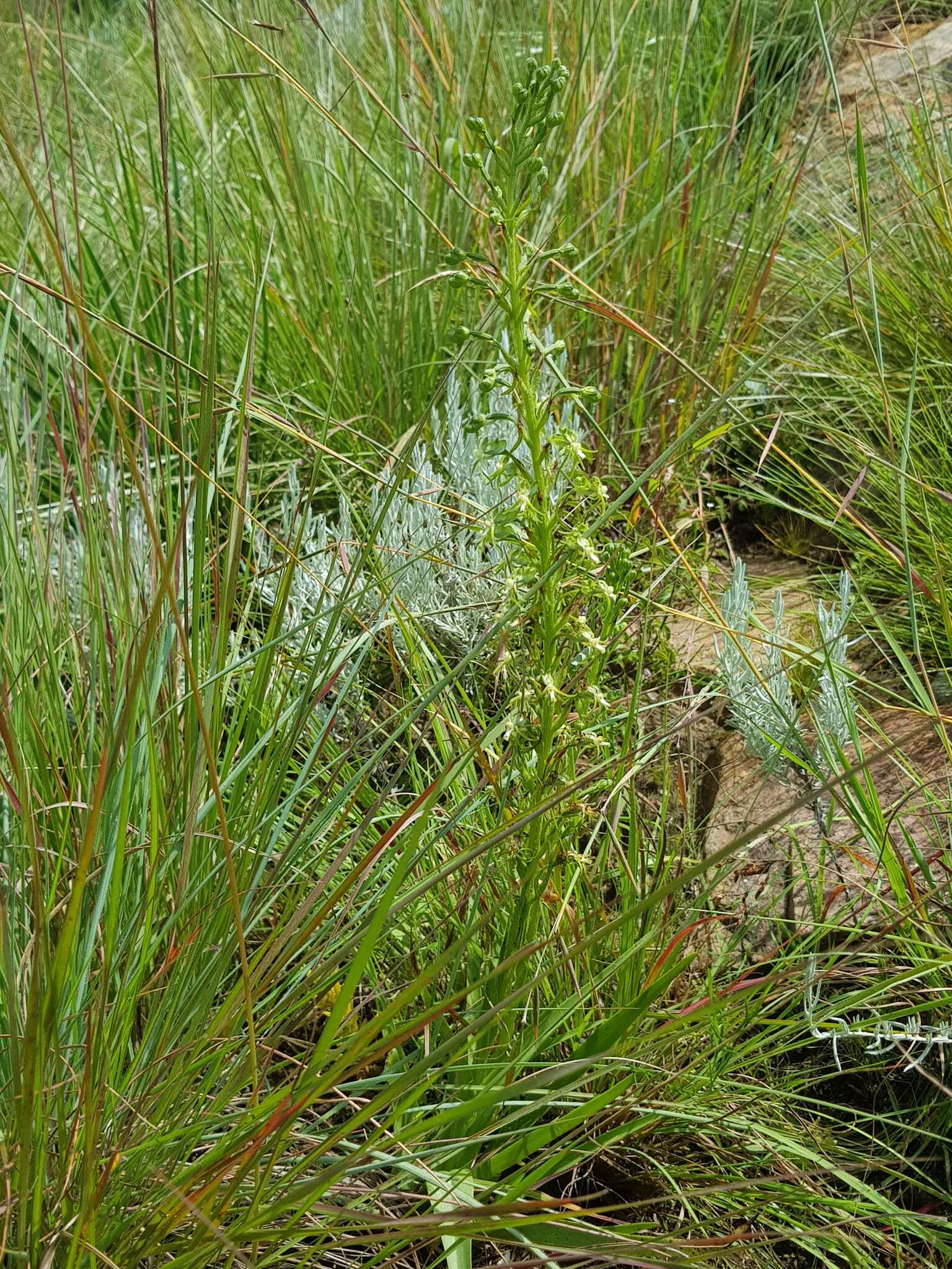 Image of Habenaria galpinii Bolus