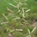 Image of Eragrostis nindensis Ficalho & Hiern