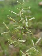 Image of Eragrostis nindensis Ficalho & Hiern