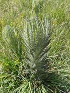 Image of Elk Thistle