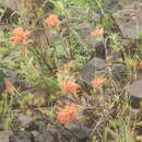 Image of acute Indian paintbrush