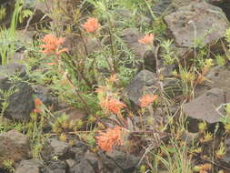 Image of acute Indian paintbrush