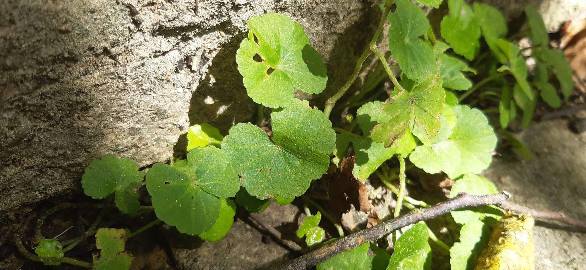 Imagem de Hydrocotyle nepalensis Hook.