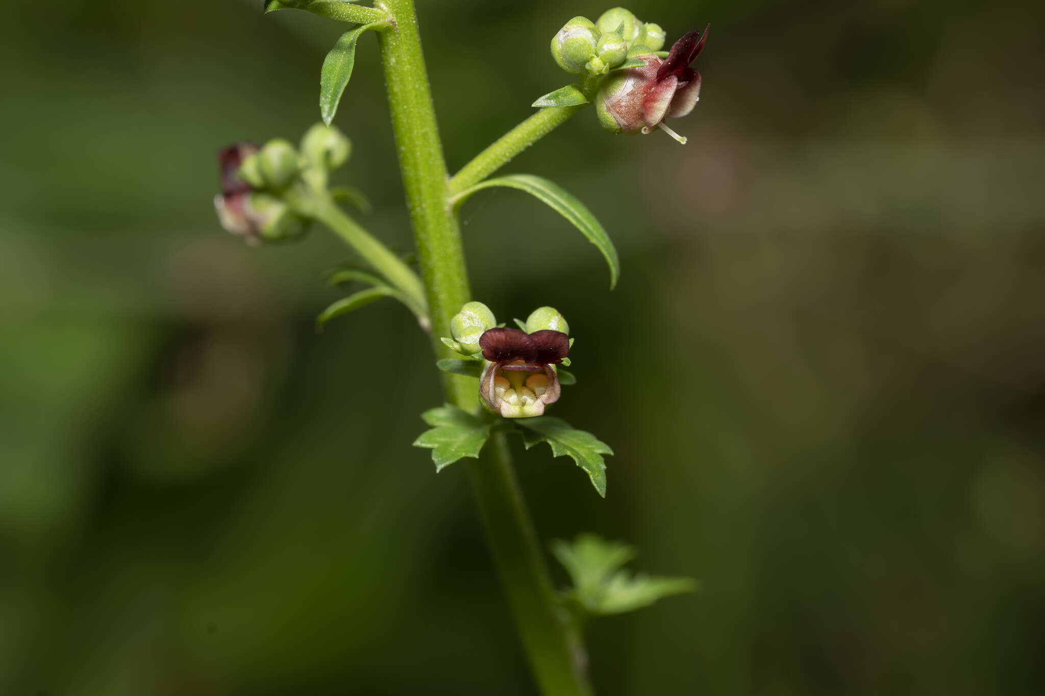 Imagem de Scrophularia lucida L.