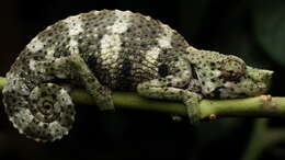 Image of Giant One-Horned Chameleon