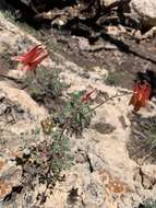 Слика од Aquilegia desertorum (M. E. Jones) Cockerell ex Heller