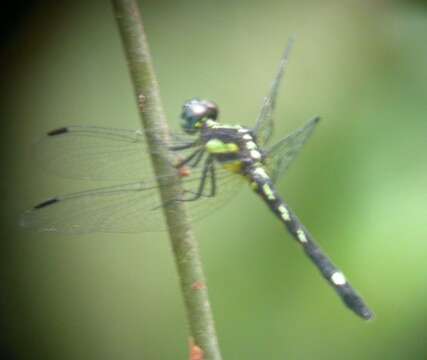 Image of Neodythemis klingi (Karsch 1890)