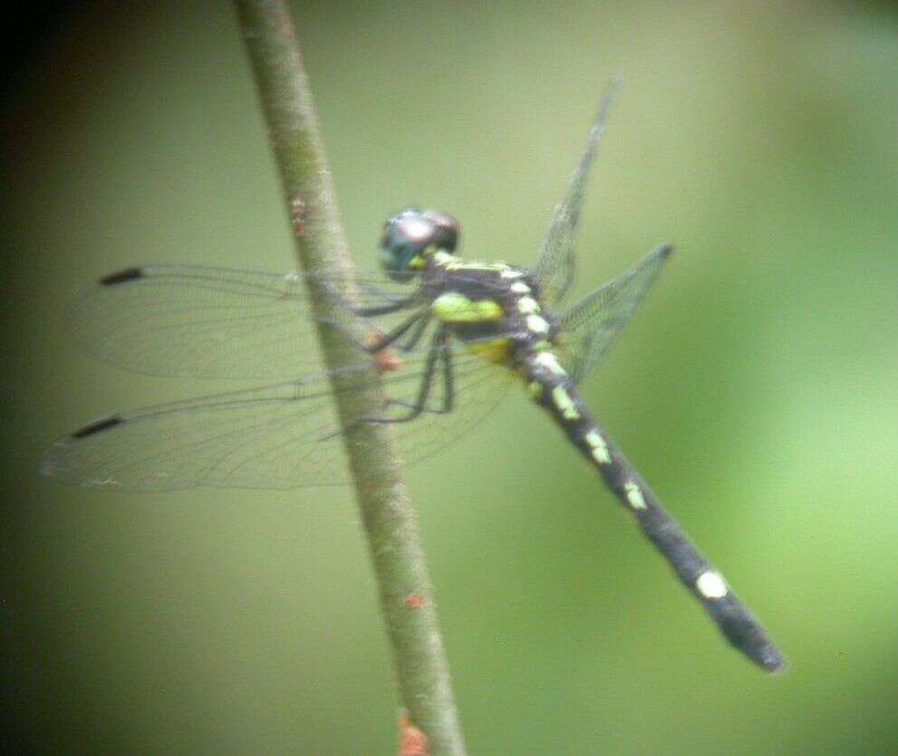 Imagem de Neodythemis klingi (Karsch 1890)