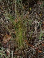 Image of Harebell