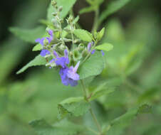 Salvia ballotiflora Benth. resmi