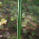 Image of Carex auriculata Franch.