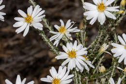 Слика од Olearia pimeleoides (DC.) Benth.