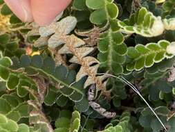 Plancia ëd Asplenium ceterach subsp. ceterach