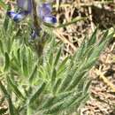 Image of Lupinus bracteolaris Desr.