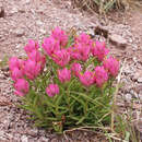 Image of Tushar Plateau Indian paintbrush