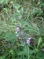 Слика од Stachys heraclea All.