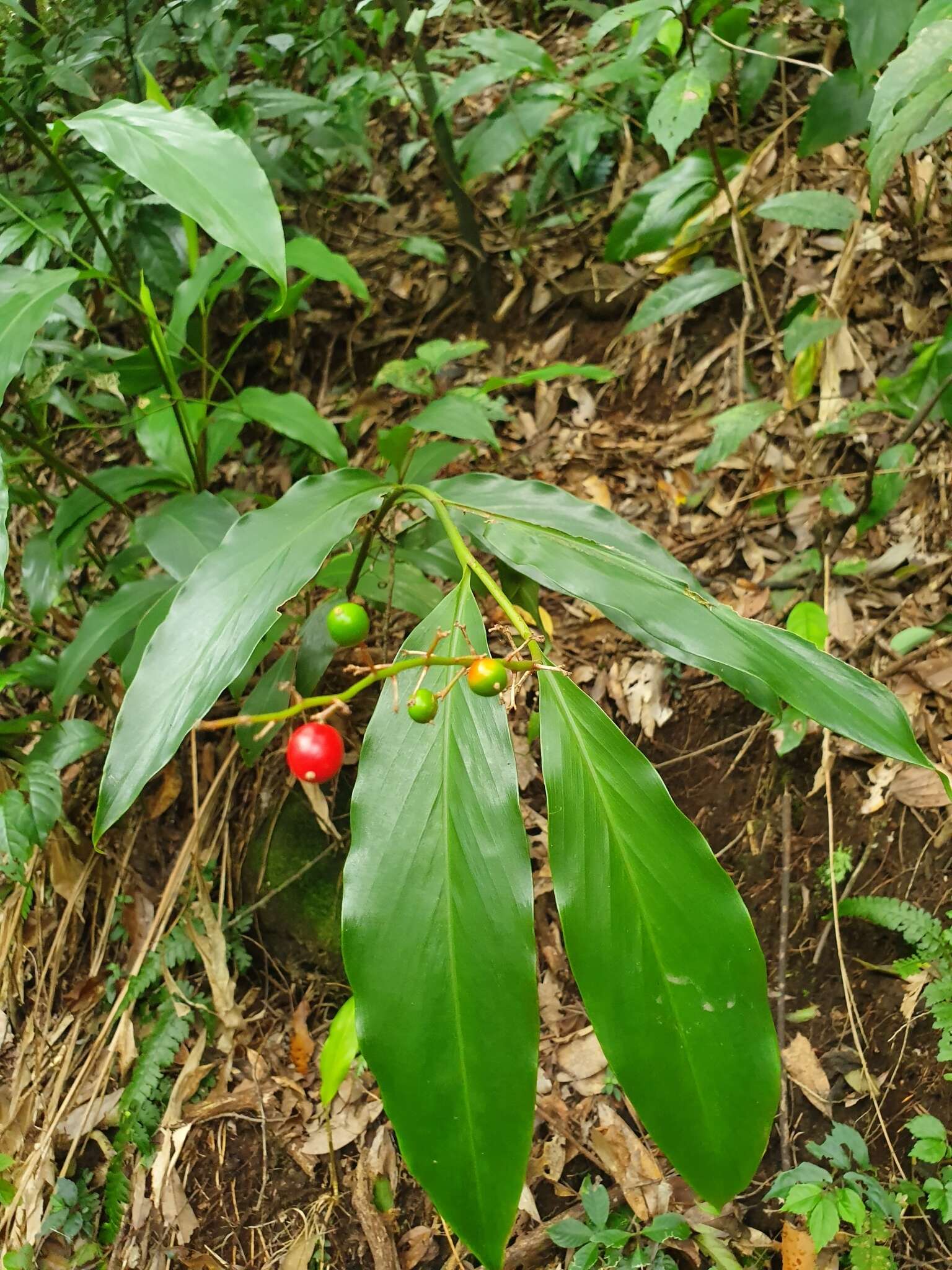 Image of Alpinia intermedia Gagnep.