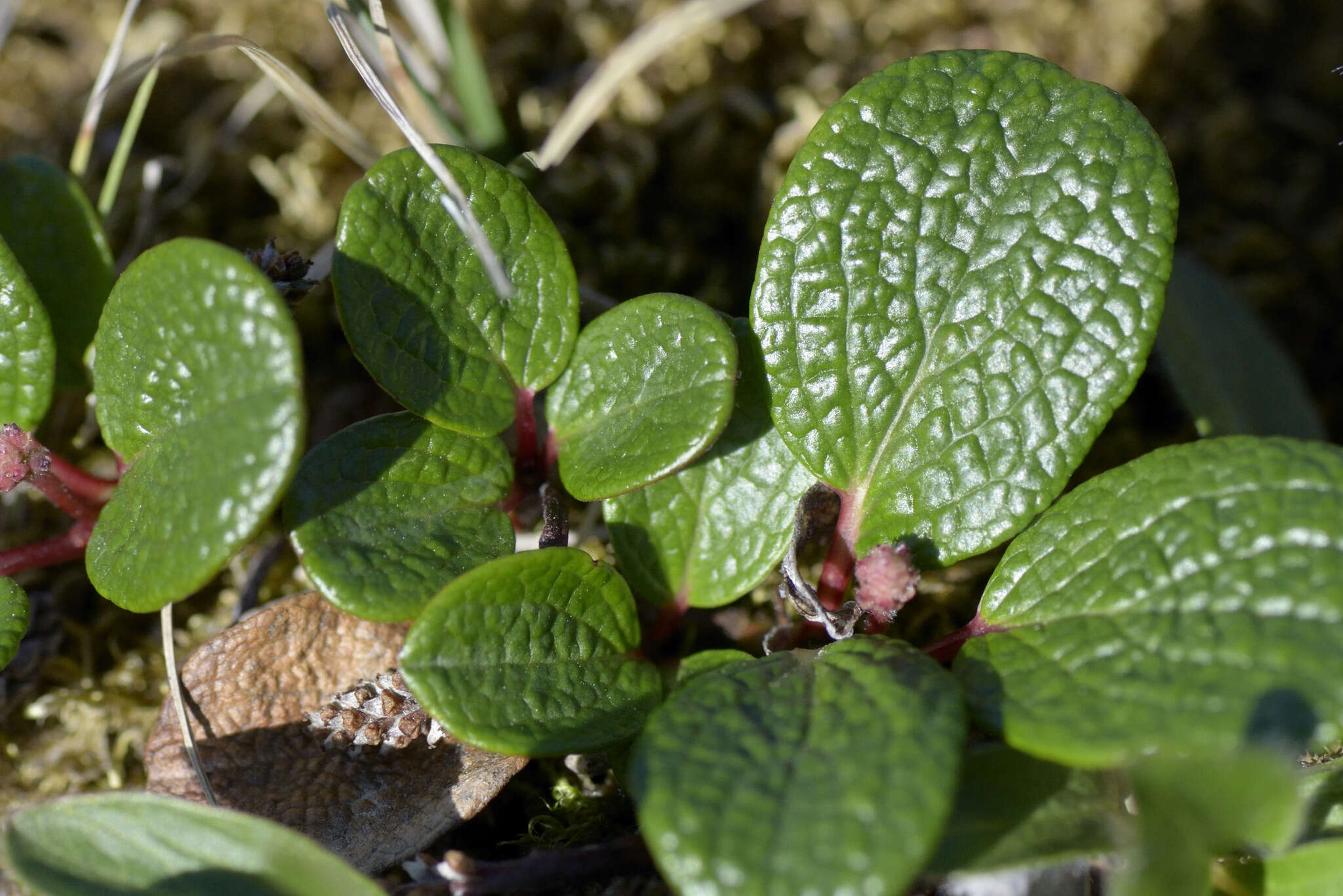 Image of netleaf willow