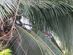 Image of cotton-top tamarin