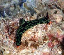 Image of Dusky green spot orange gill black slug