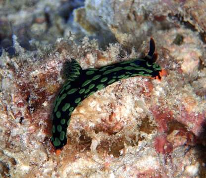 Image of Dusky green spot orange gill black slug