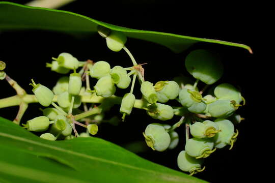 Image of Polyscias sambucifolia (Sieber ex DC.) Harms