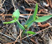 Euphorbia inundata var. inundata resmi