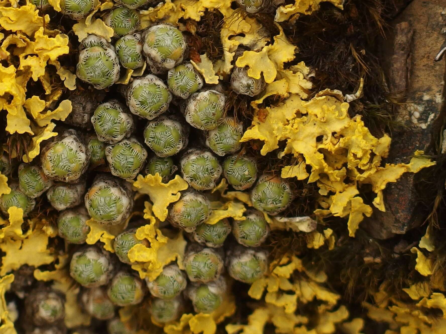 Image de Saxifraga eschscholtzii Sternb.