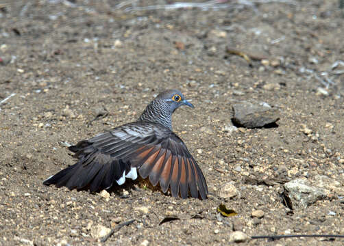 Image of Barred Dove