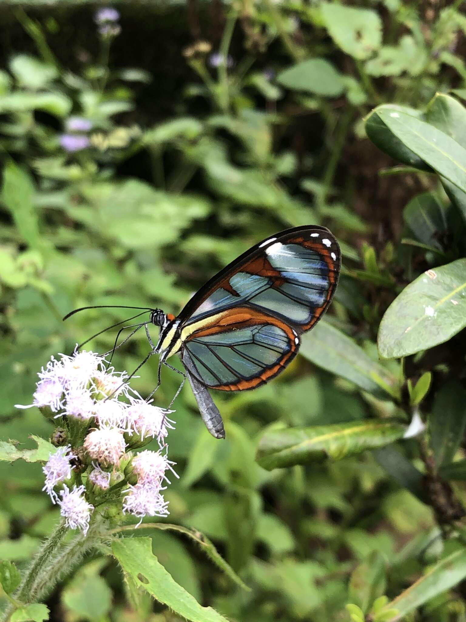 Imagem de Ithomia diasia hippocrenis Bates 1866