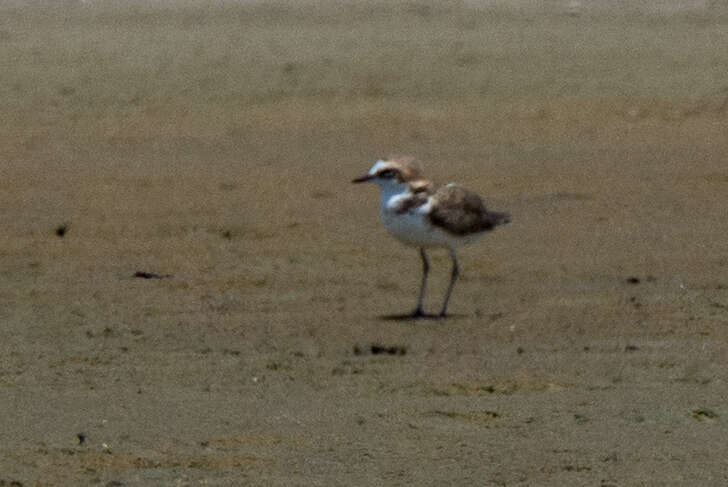 Слика од Charadrius javanicus Chasen 1938