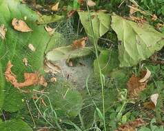 Image of Agelena labyrinthica (Clerck 1757)