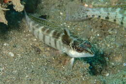 Image of Nosestripe grubfish