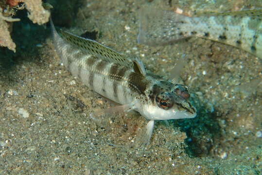 Image of Nosestripe grubfish