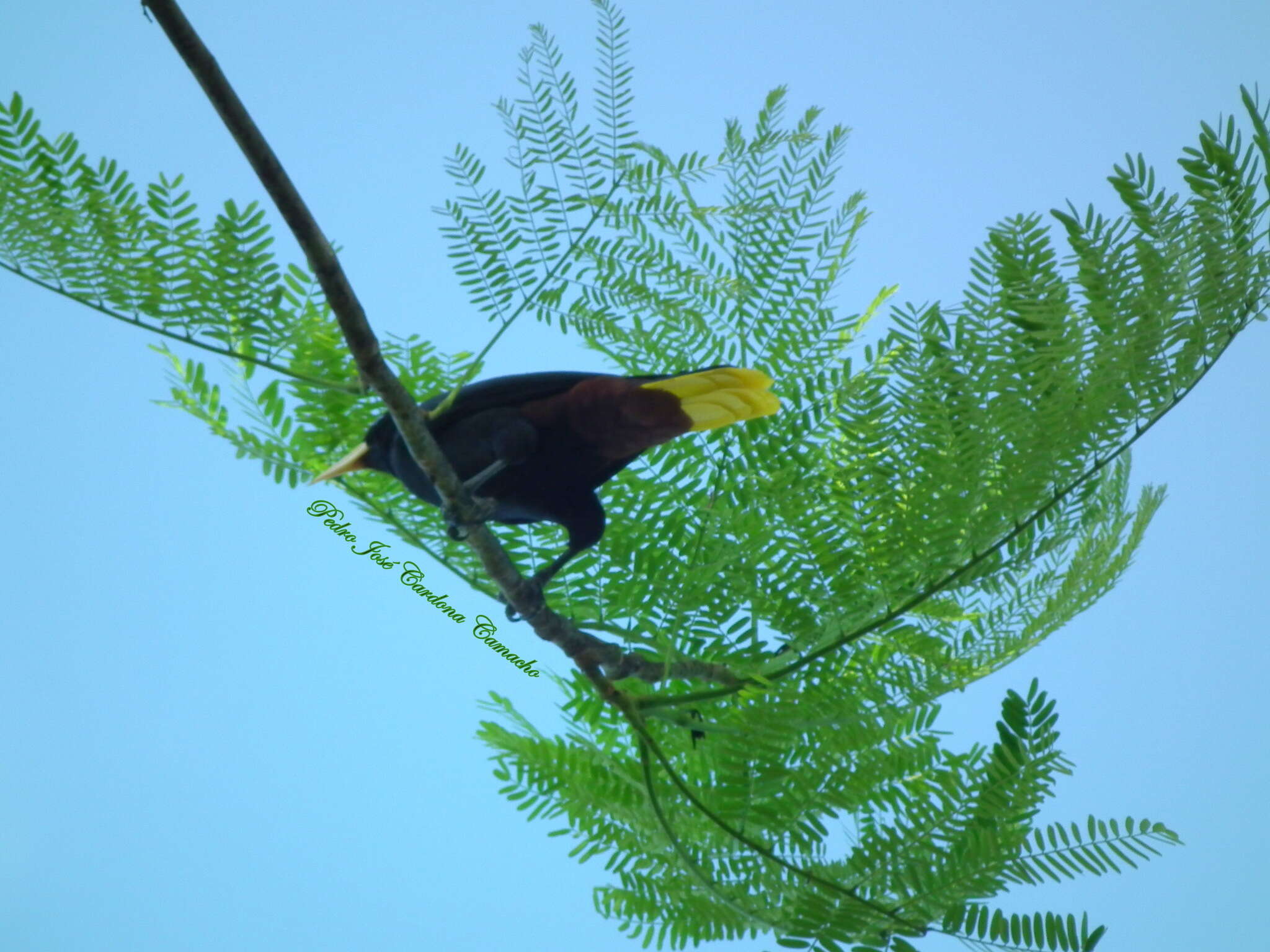 Image of Psarocolius decumanus melanterus (Todd 1917)