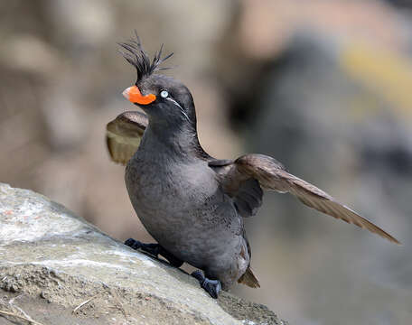 Image of Crested Auklet