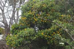 Image of leafy broom