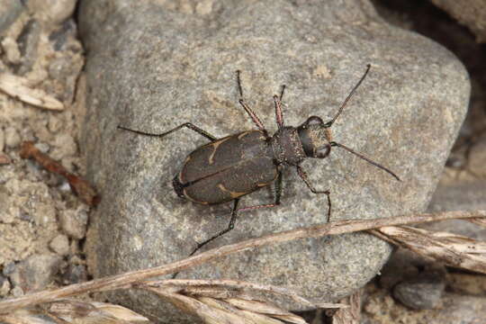 Image of Zecicindela austromontana (Bates 1878)