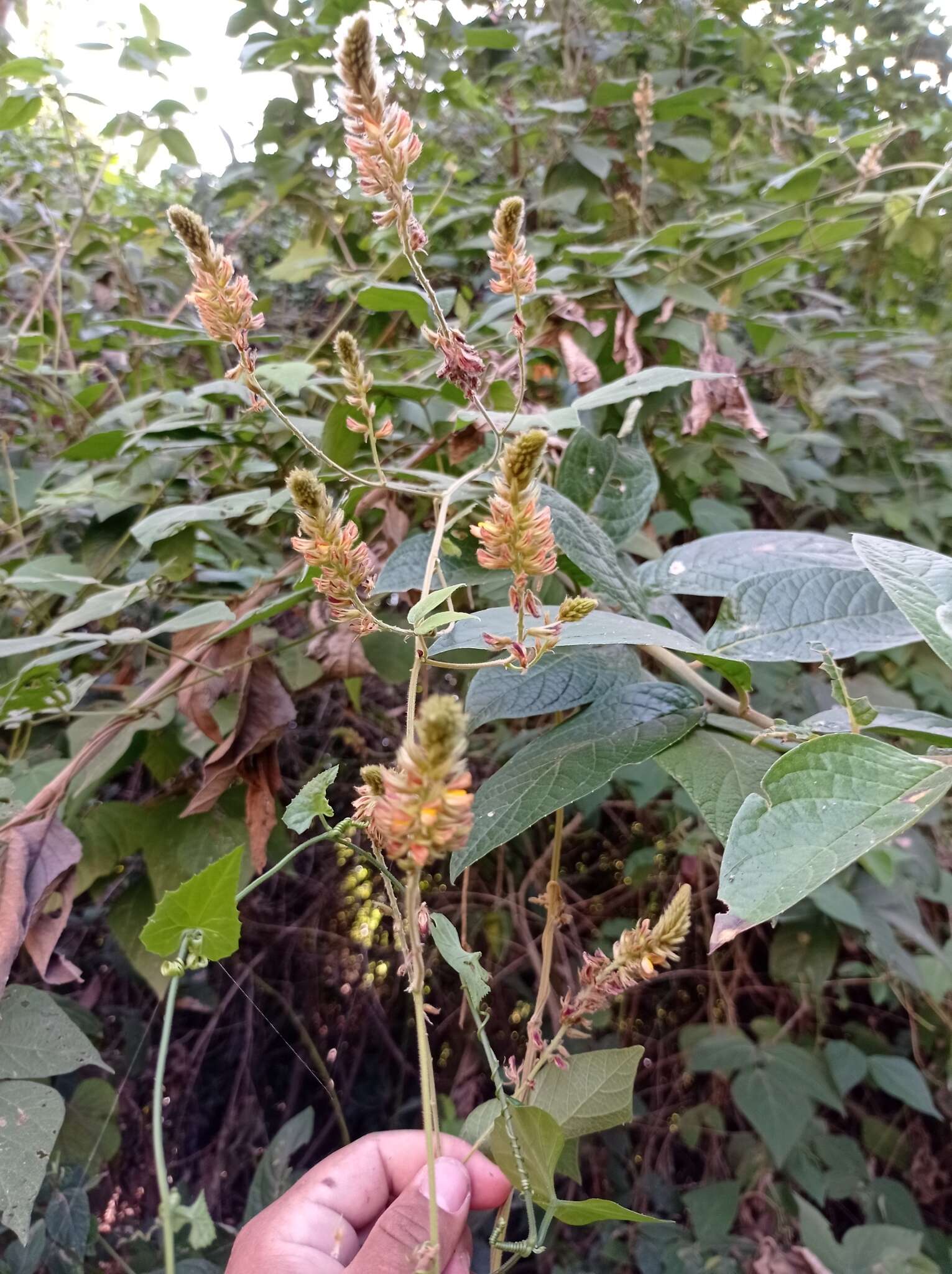 Image of Rhynchosia longeracemosa M. Martens & Galeotti