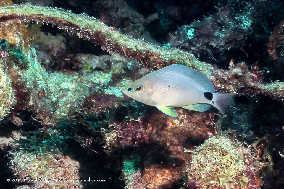 Слика од Hypoplectrus unicolor (Walbaum 1792)