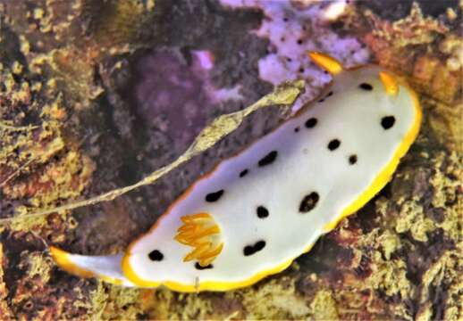 Image of Chromodoris orientalis Rudman 1983